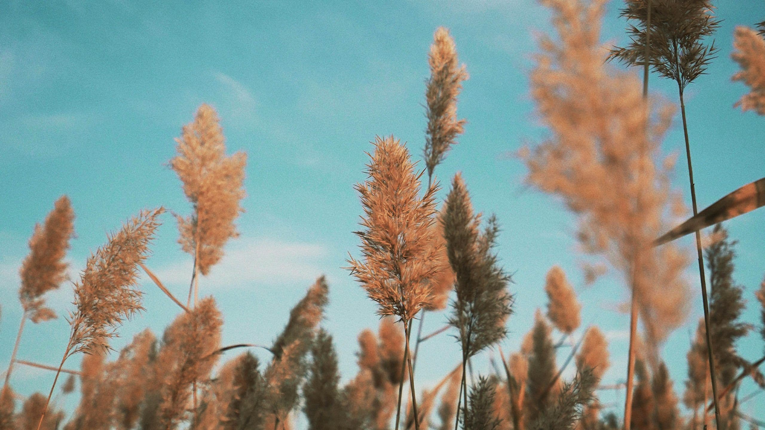 A Prayer for Lent: Deepening Your Connection with God