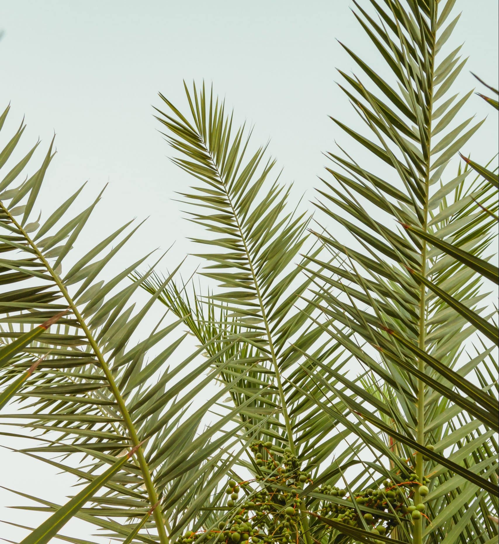 Palm Sunday Bible Verses