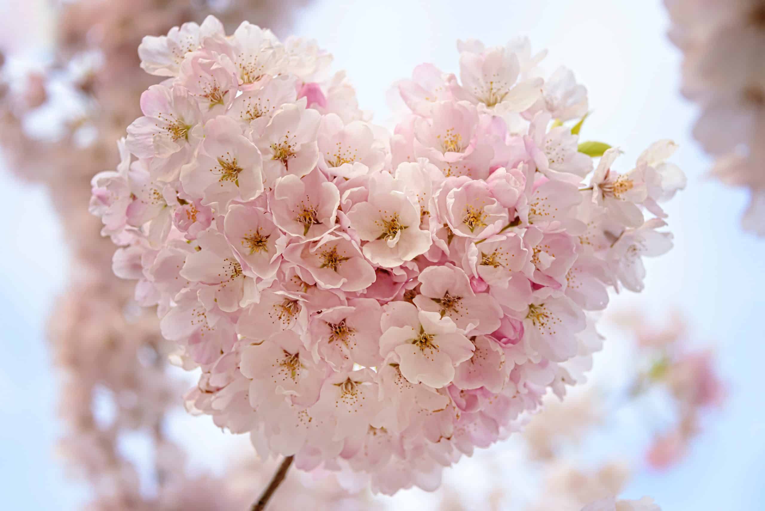 Bible Verses For Christian Dating